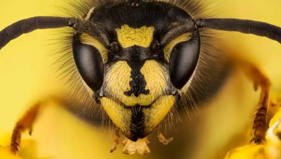 Eşek Arısı Sokarsa Ne Olur