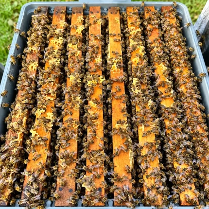 8 Çerçeveli Paket Arı 1