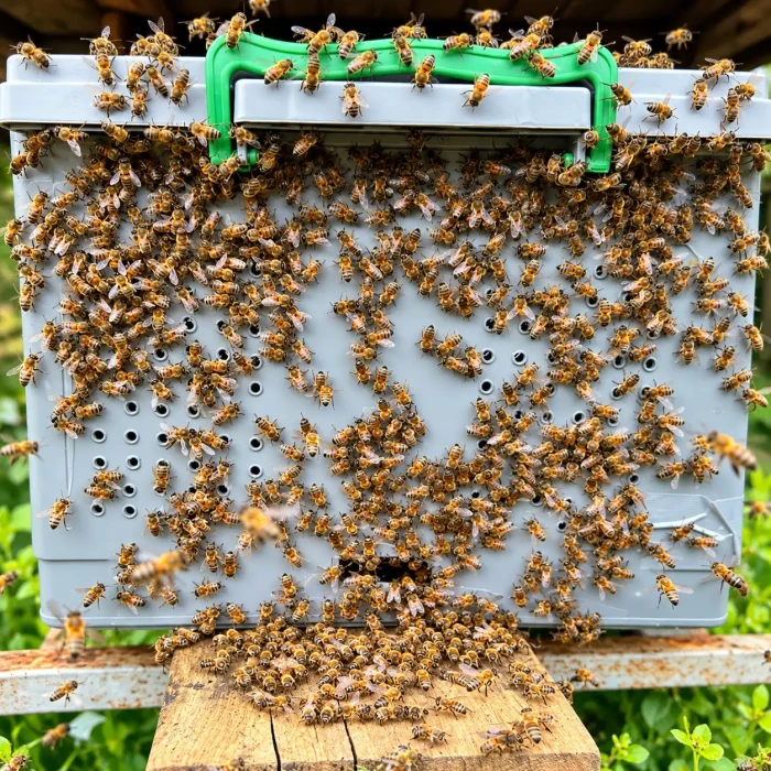 8 Çerçeveli Paket Arı 3