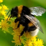 bombus arısı 1
