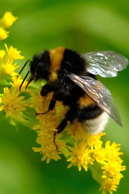 bombus arısı 1