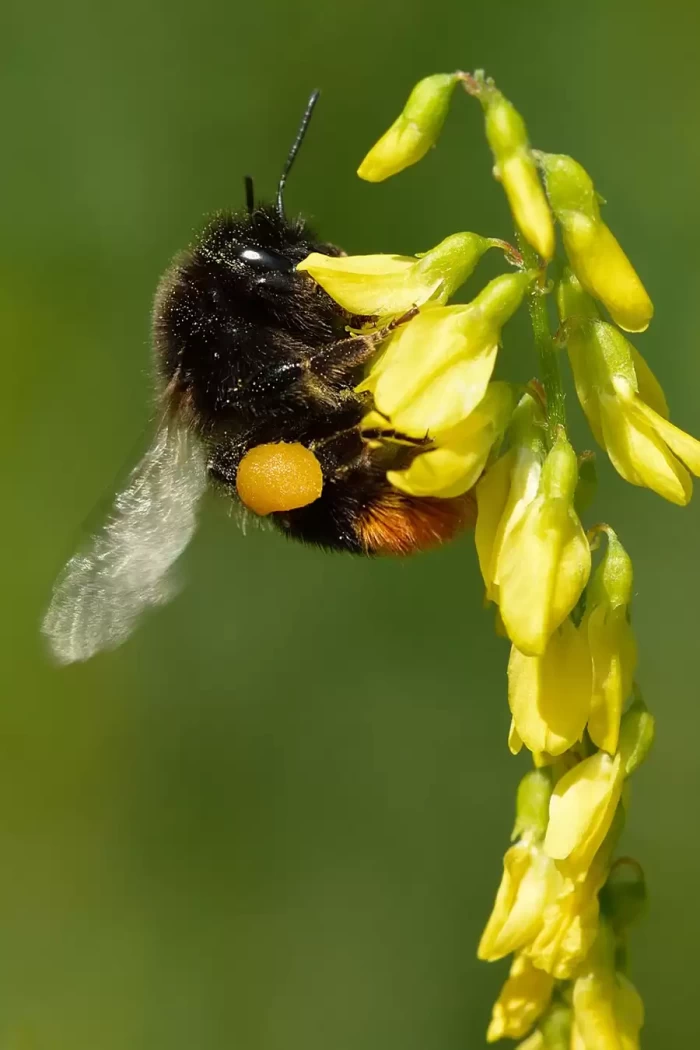 bombus arısı 2