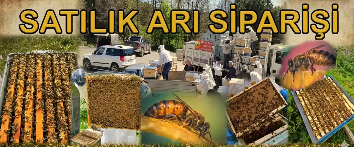satılık arı siparişi 2