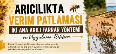 İki Ana Arılı Farrar Yöntemi 3