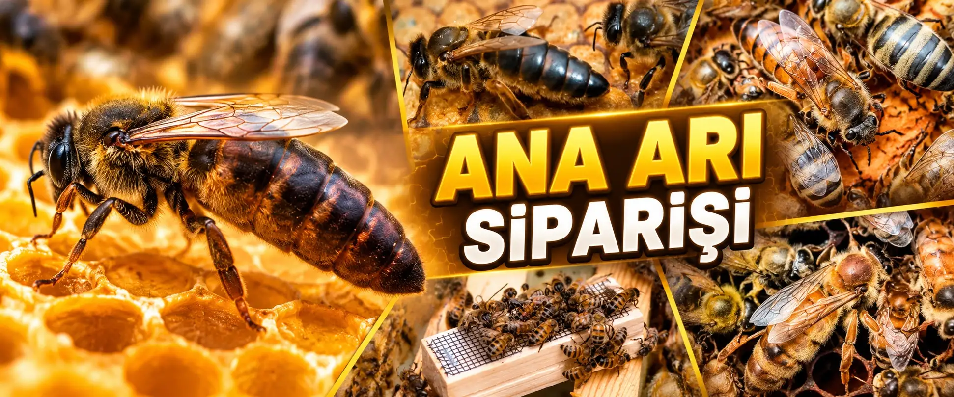 ana arı siparişi üst