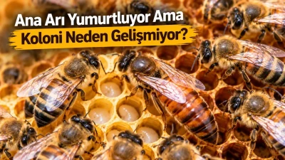 Ana Arı Yumurtluyor Ama Koloni Neden Gelişmiyor