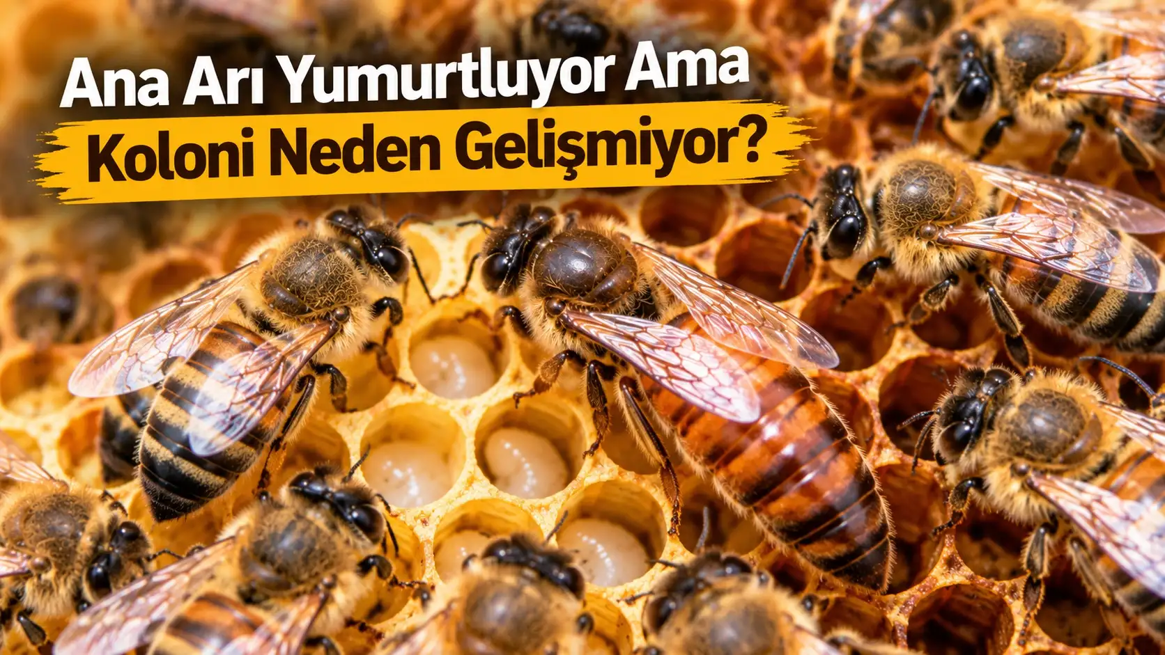 Ana Arı Yumurtluyor Ama Koloni Neden Gelişmiyor