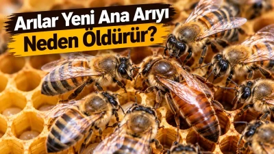 Arılar Yeni Ana Arıyı Neden Öldürür